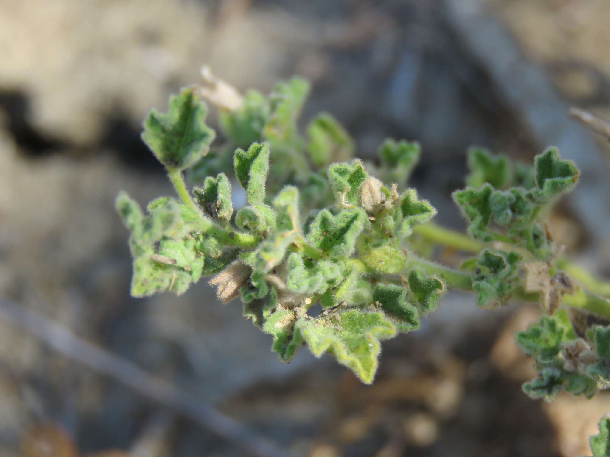 Image of coppery false fanpetals