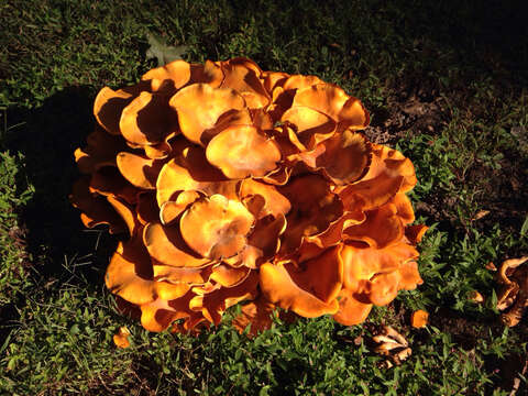 Image of Omphalotus illudens (Schwein.) Bresinsky & Besl 1979