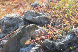 Image of Cyclura rileyi rileyi Stejneger 1903