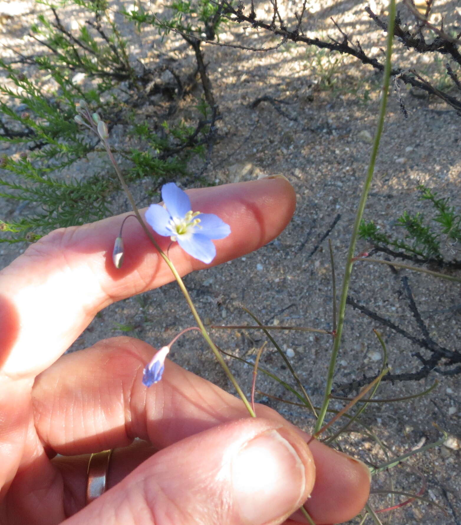 Image of Heliophila lactea Schltr.