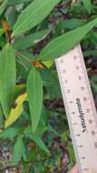 Image of Persoonia laurina subsp. laurina