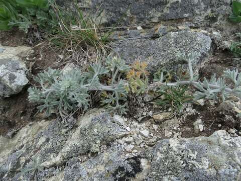 Image of Artemisia pannosa Krasch.