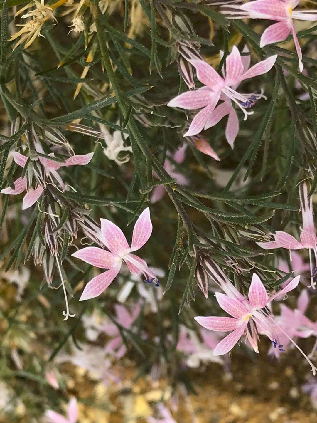 Image of Havard's ipomopsis