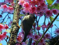 Image of Formosan Yuhina