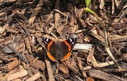 Image of Vanessa atalanta rubria (Fruhstorfer 1909)