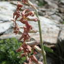 Image of Matthiola montana Boiss.