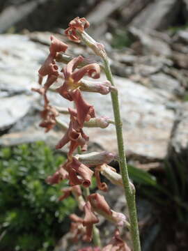 Image de Matthiola montana Boiss.