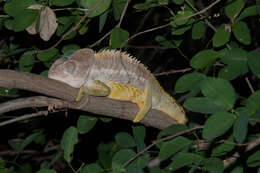 Image of Warty Chameleon