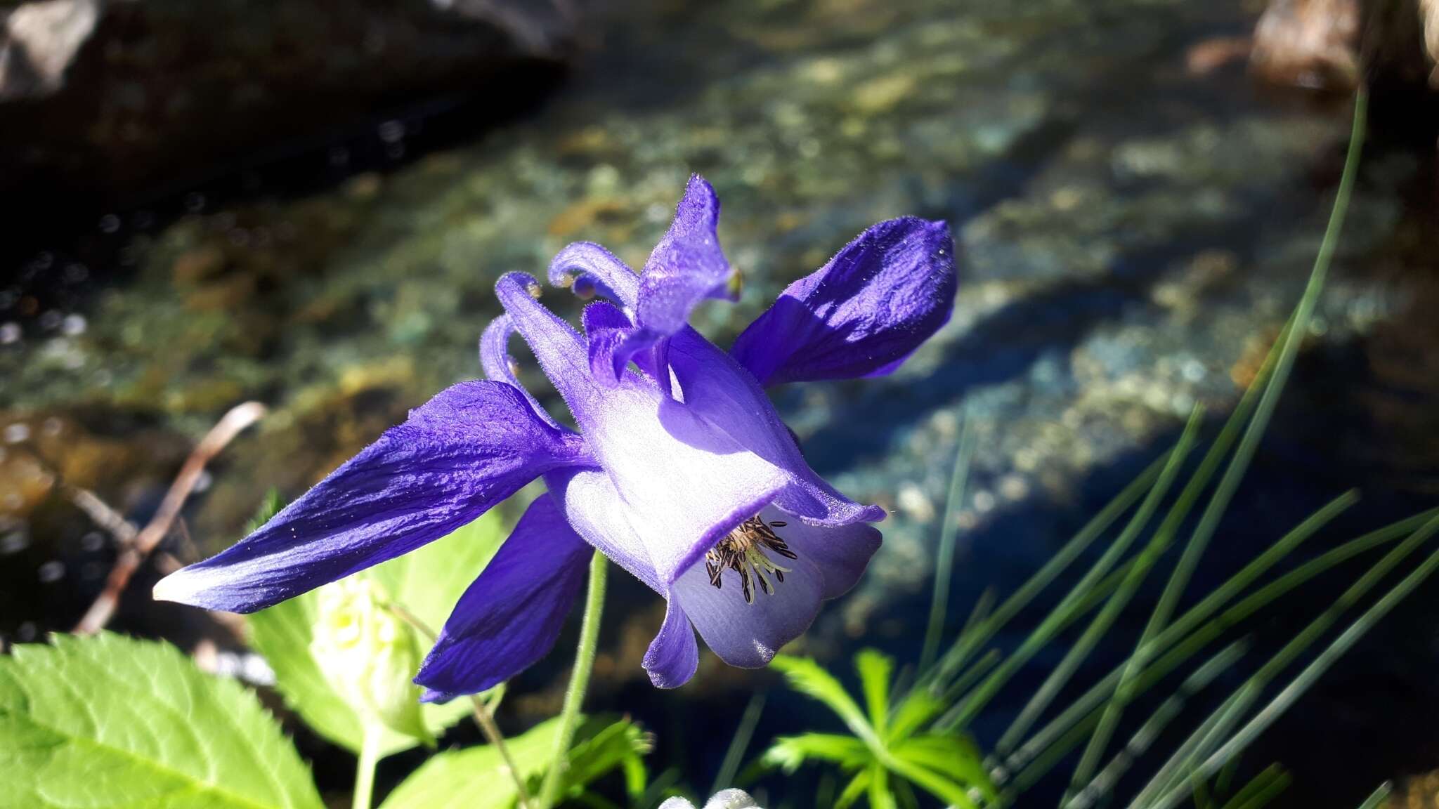 Aquilegia alpina L. resmi