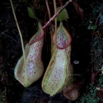 صورة Nepenthes rhombicaulis Sh. Kurata