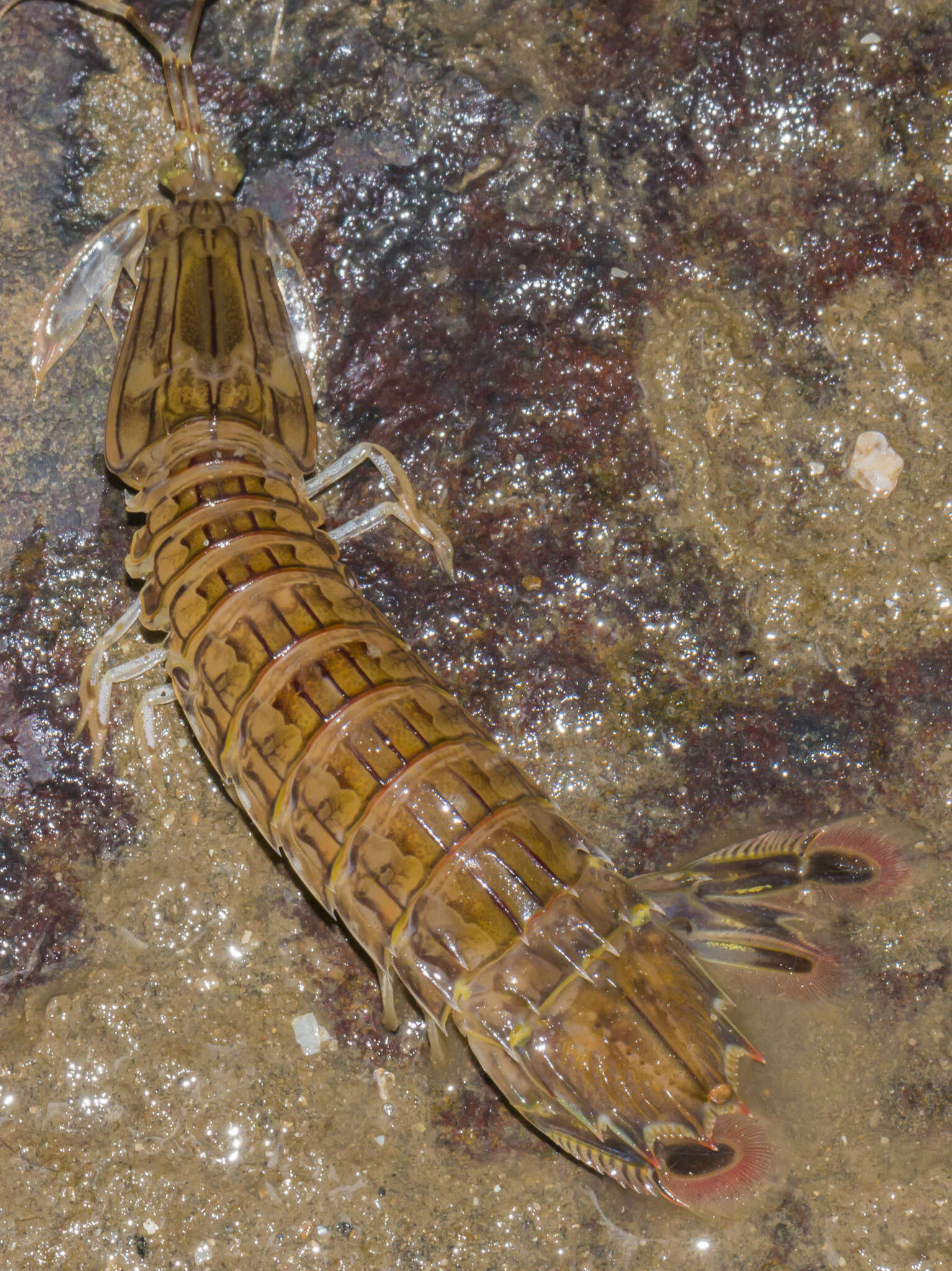 Image of pseudosquillid mantis shrimps