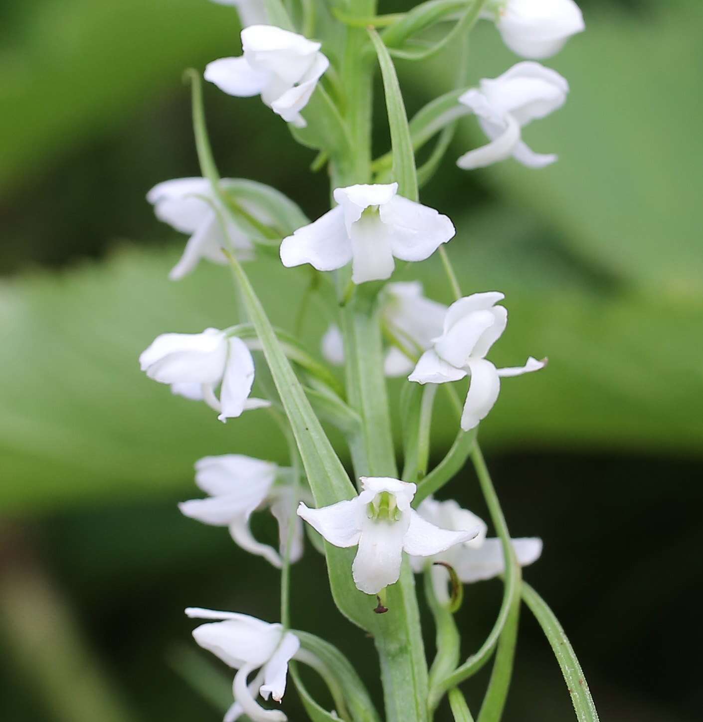 Plancia ëd Platanthera hologlottis Maxim.