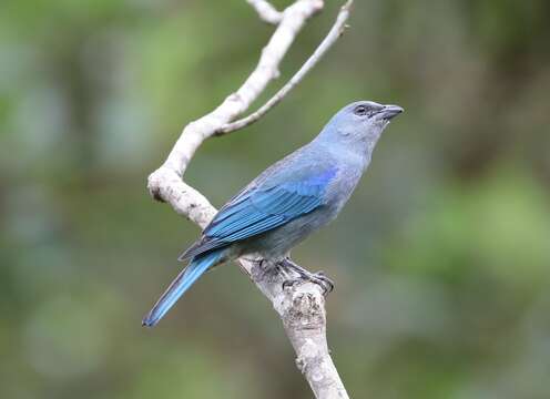 Image of Azure-shouldered Tanager