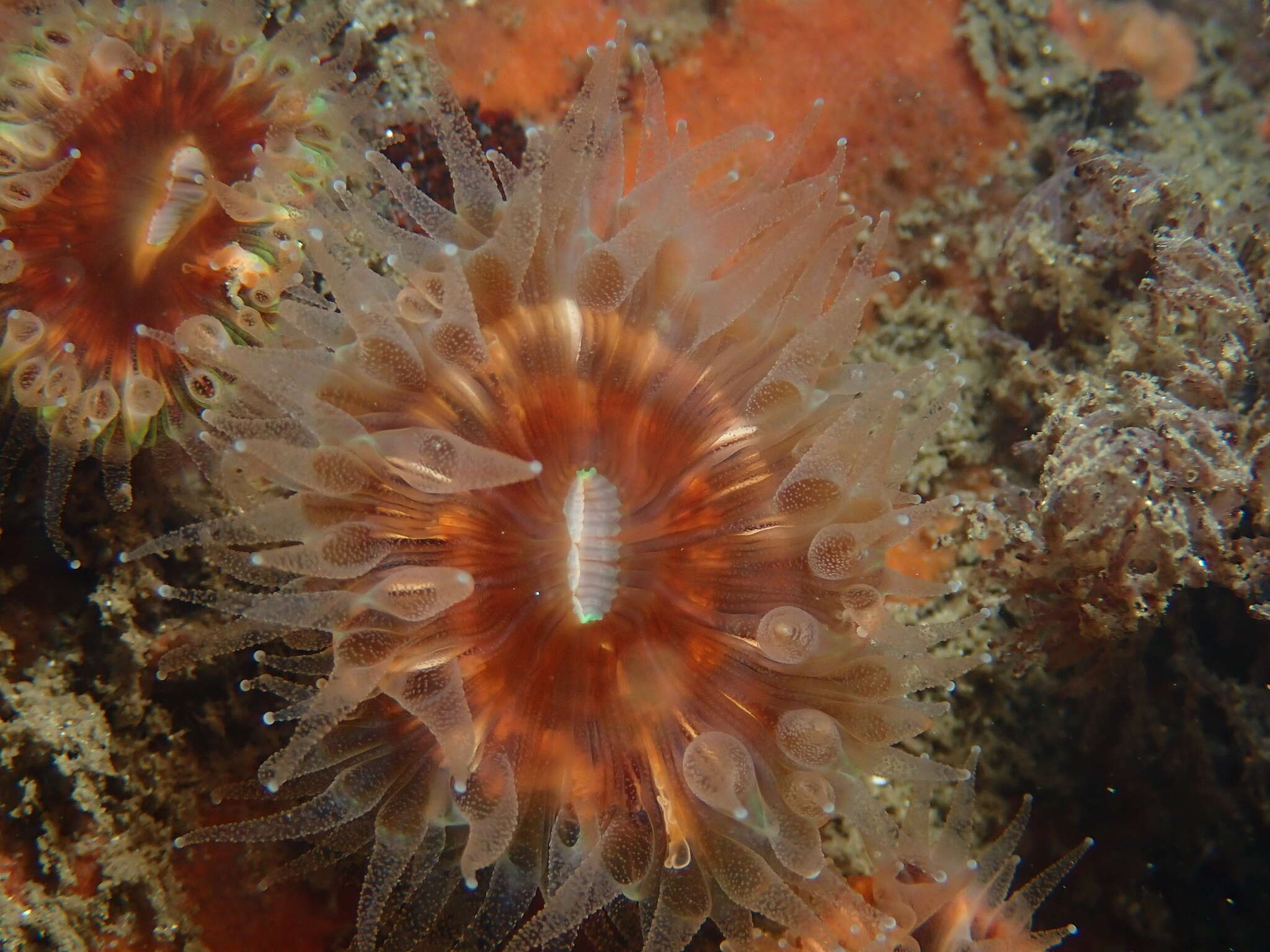 Image of brown stony coral