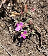 Plancia ëd Clarkia davyi (Jepson) H. & M. Lewis