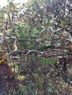 Image of Kauai korthal mistletoe