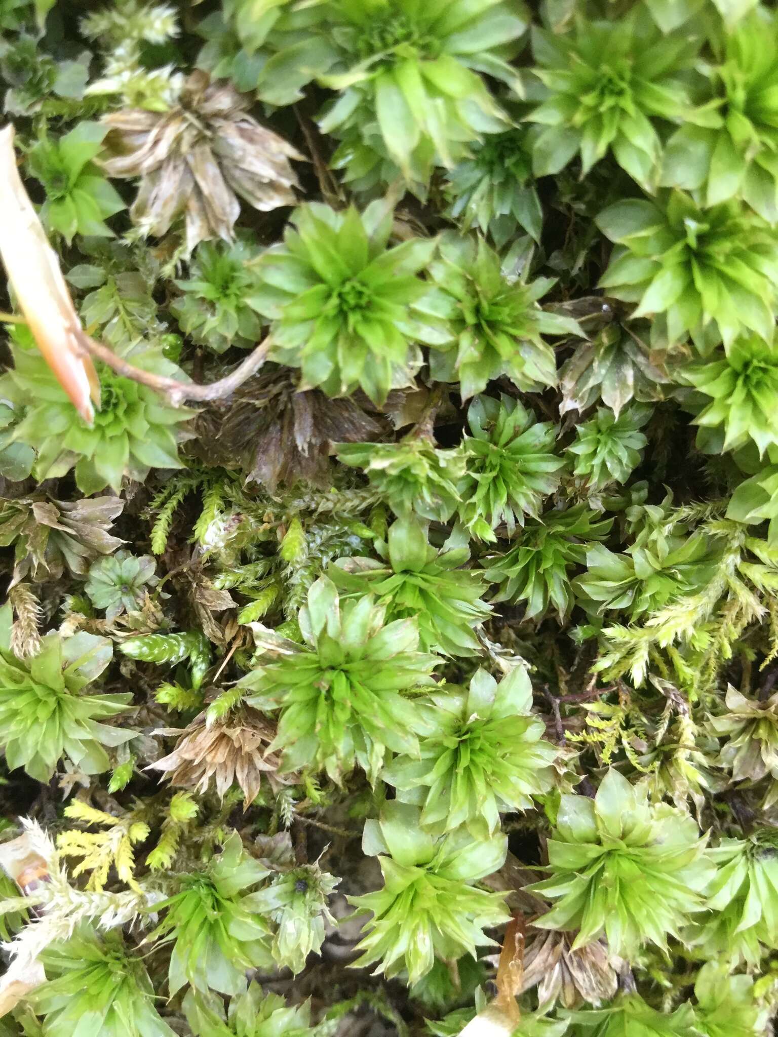Image of Ontario rhodobryum moss