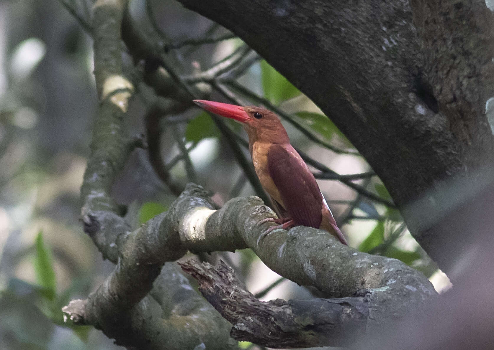 Imagem de Halcyon coromanda (Latham 1790)