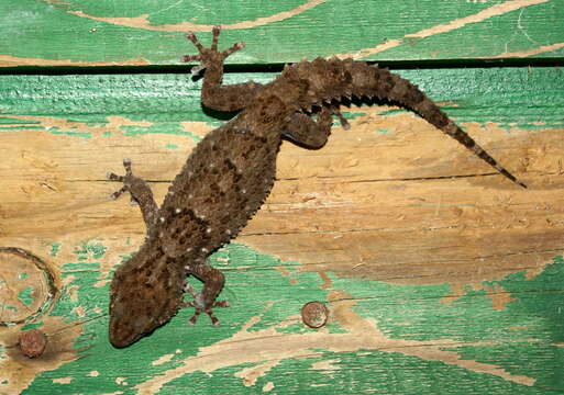 Image of Turner's thick-toed gecko