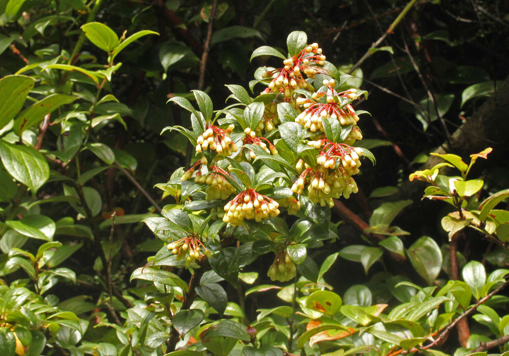 Слика од Symphysia poasana (J. D. Sm.) Kloet