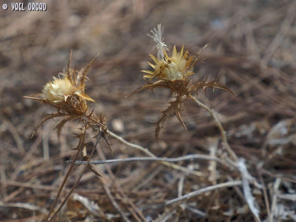 Imagem de Carlina libanotica Boiss.