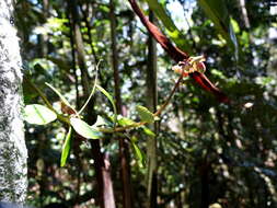 Kalanchoe porphyrocalyx (Bak.) Baill. resmi