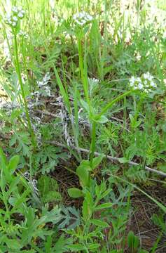 Image of beaked cornsalad