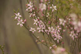 Image of Philotheca brucei (F. Müll.) Paul G. Wilson