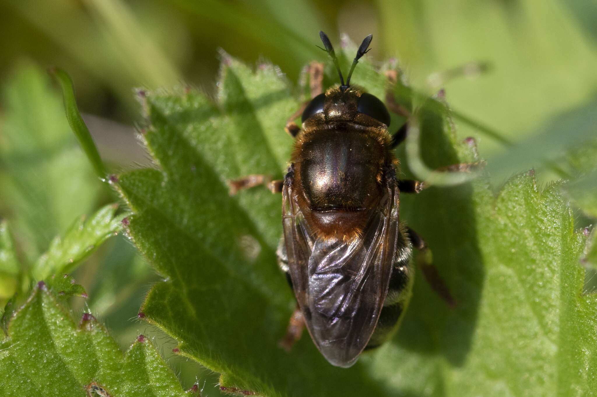 Image of Microdon myrmicae Schonrogge, Barr, Wardlaw, Napper, Gardner, Breen, Elmes & Thomas 2002