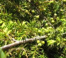 Juniperus communis var. depressa Pursh resmi