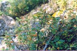 Image of Ribes fragrans Pall.