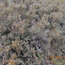 Image of beard lichen