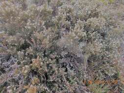 Image of beard lichen