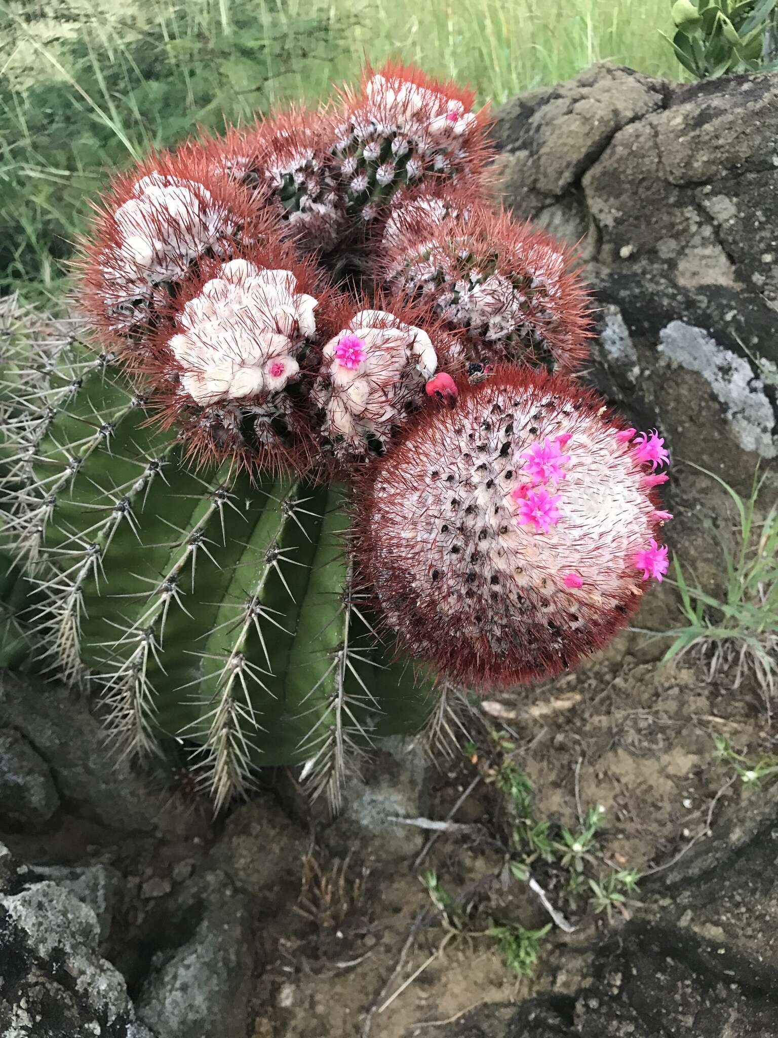 Image of Melocactus intortus subsp. intortus