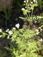 Image de Eucrypta chrysanthemifolia (Benth.) Greene