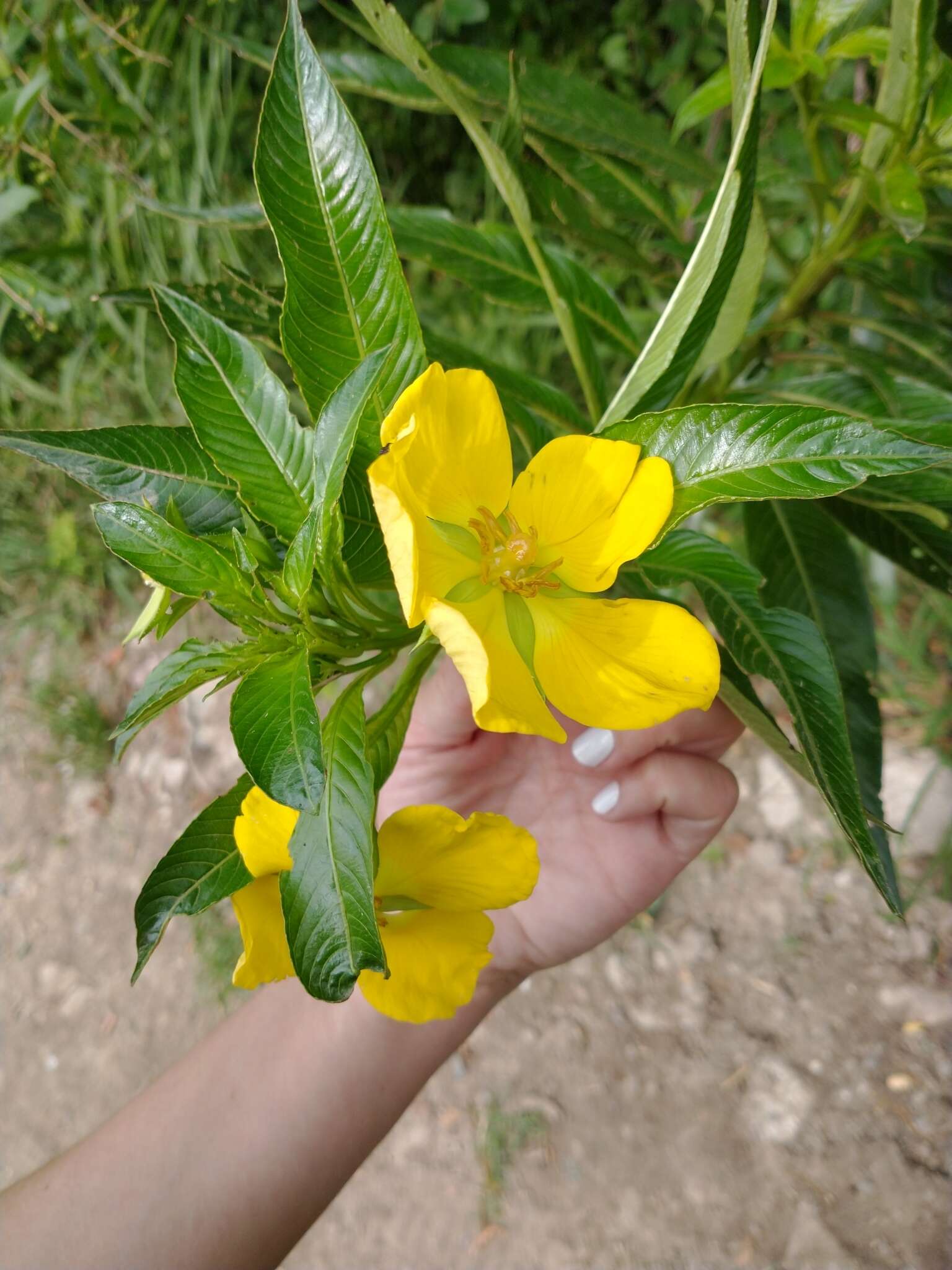 صورة Ludwigia elegans (Cambess.) Hara