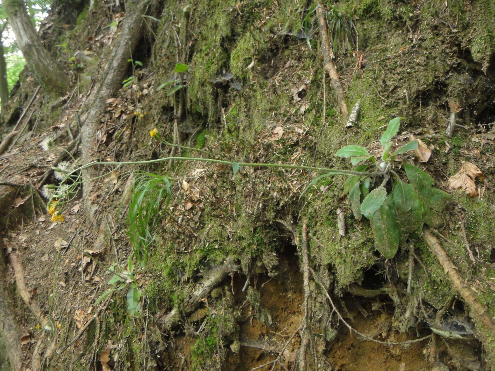 Image of Hieracium transylvanicum Heuff.