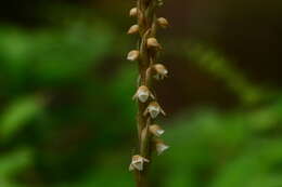 Image of Peristylus plantagineus (Lindl.) Lindl.