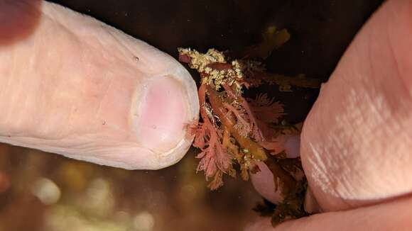 Zelentia fulgens (MacFarland 1966) resmi