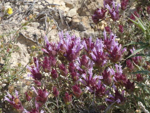 Image of Thymus moroderi Pau ex Martínez