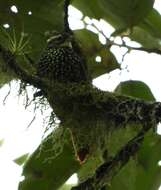 Image of Pearled Treerunner