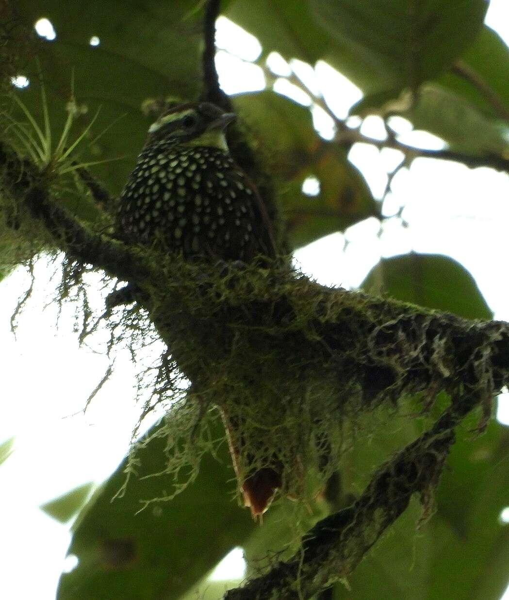 Image of Pearled Treerunner