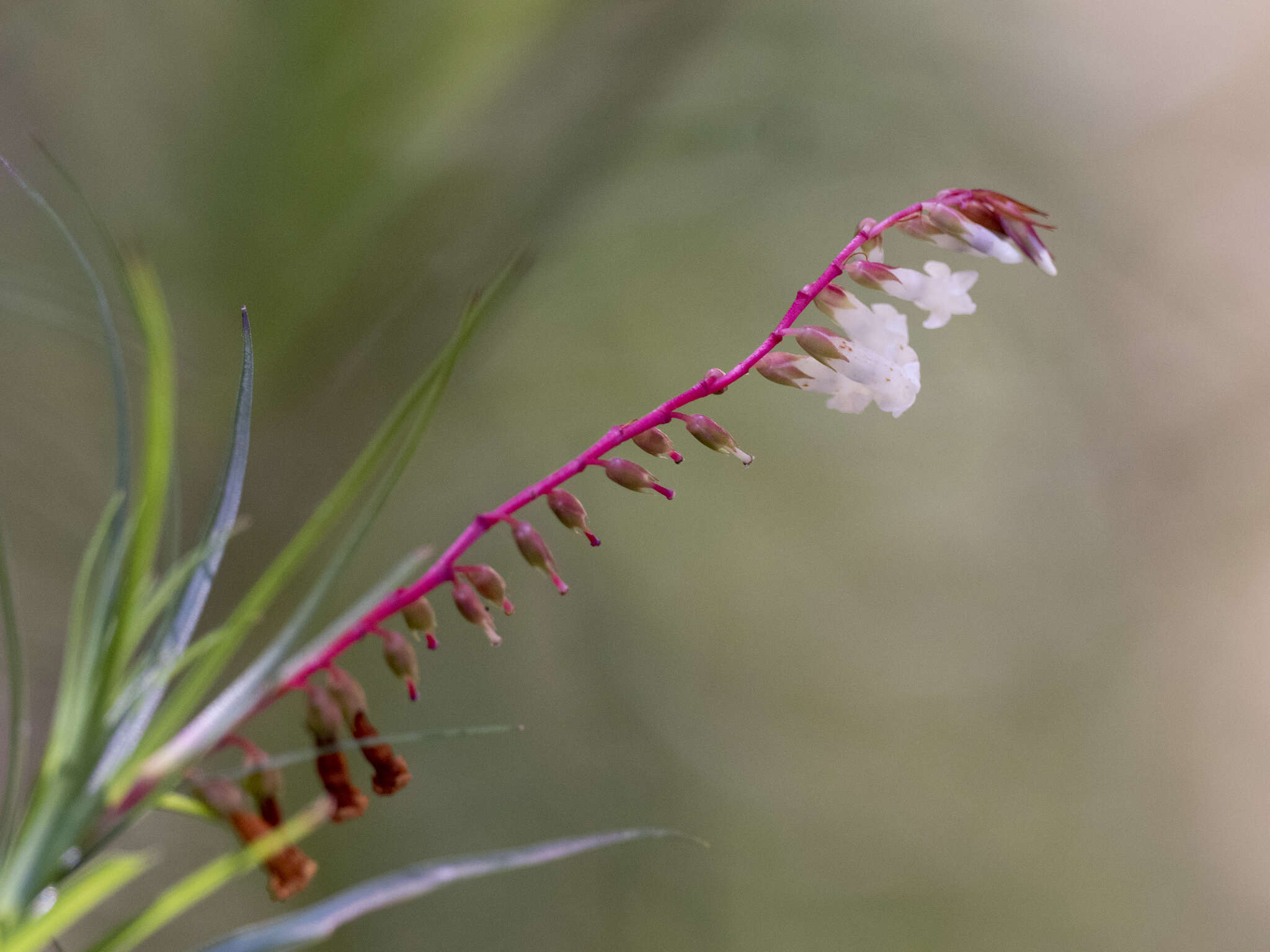 Image of Dracophyllum secundum R. Br.