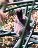 Image of Marsh Wren