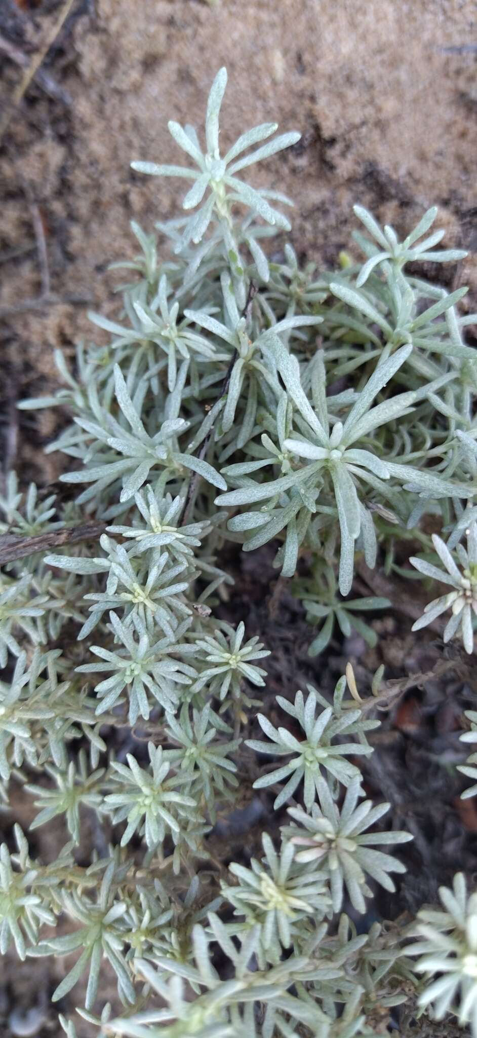 Image of Helichrysum asperum var. comosum (Sch. Bip.) Hilliard