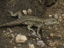 Image of Etheridge's Lava Lizard