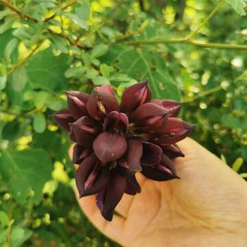 Image of Mucuna lamellata Wilmot-Dear