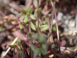 Sivun Arenaria provincialis Chater & Halliday kuva