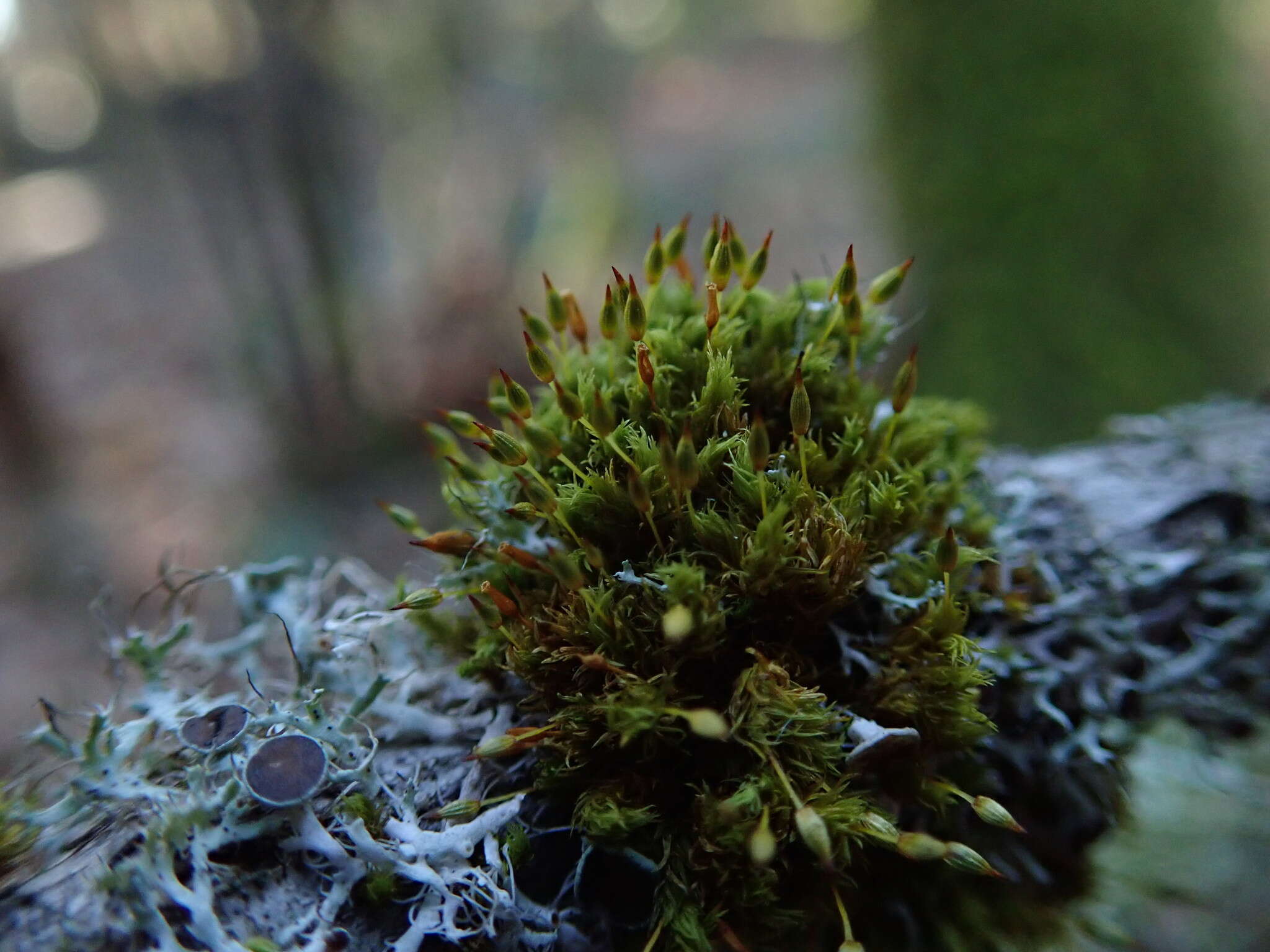 Image of orthotrichum moss