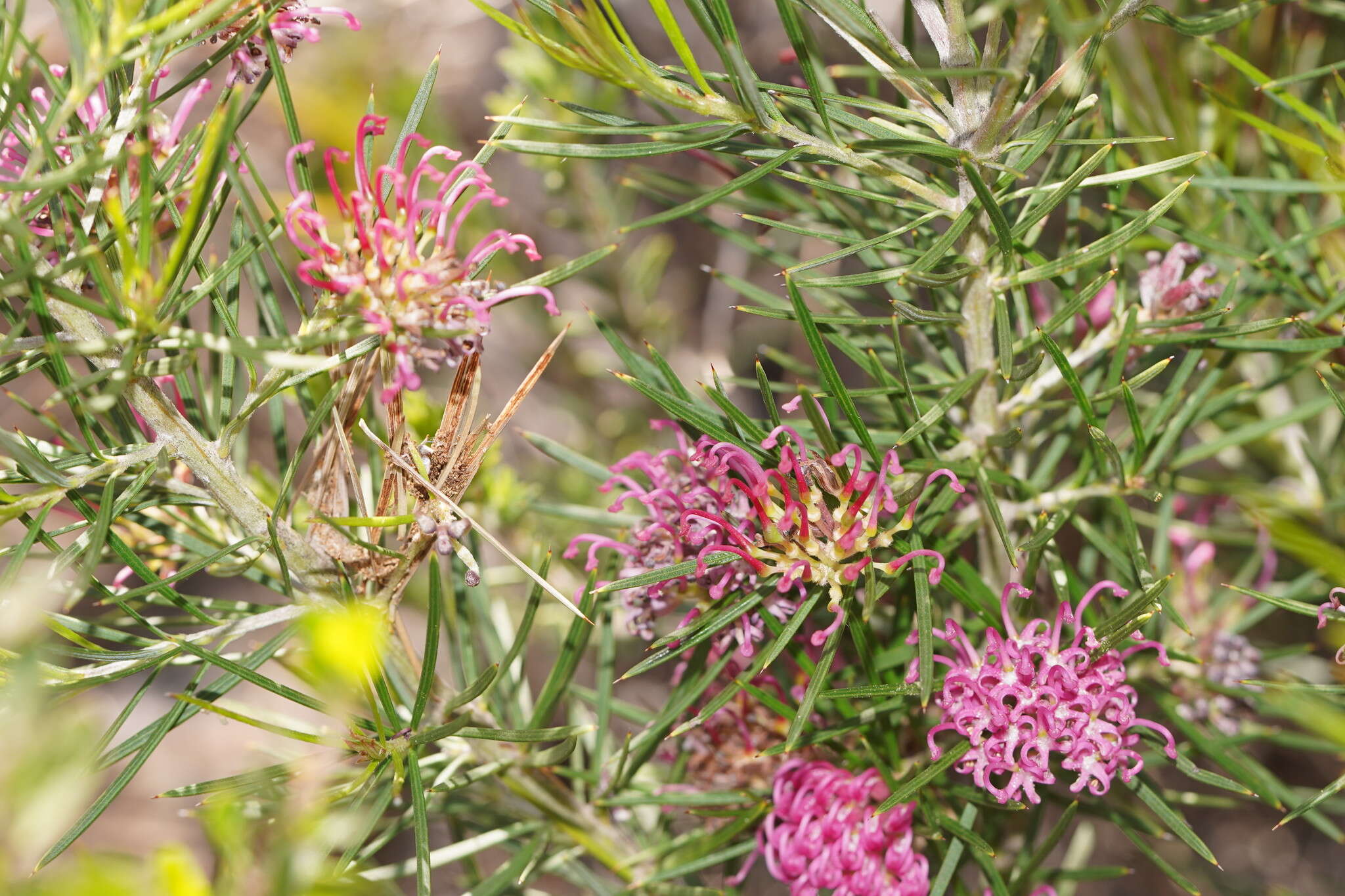 Image of Grevillea confertifolia F. Müll.